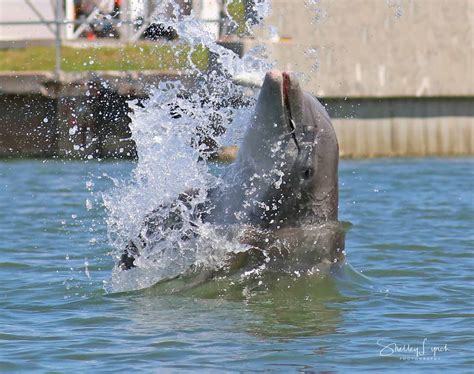 daytona dolphin boat tours.